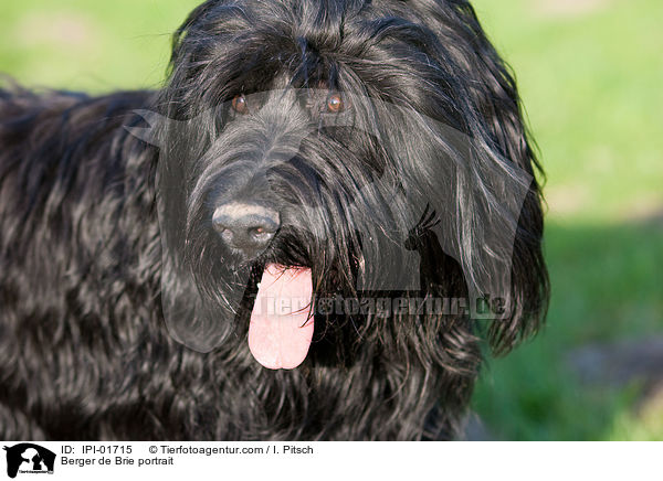 Briard Portrait / Berger de Brie portrait / IPI-01715