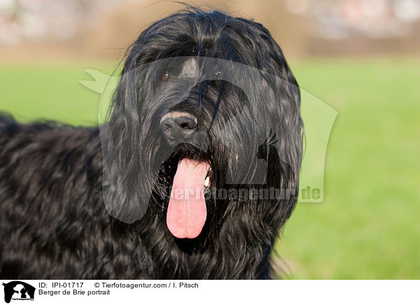 Briard Portrait / Berger de Brie portrait / IPI-01717