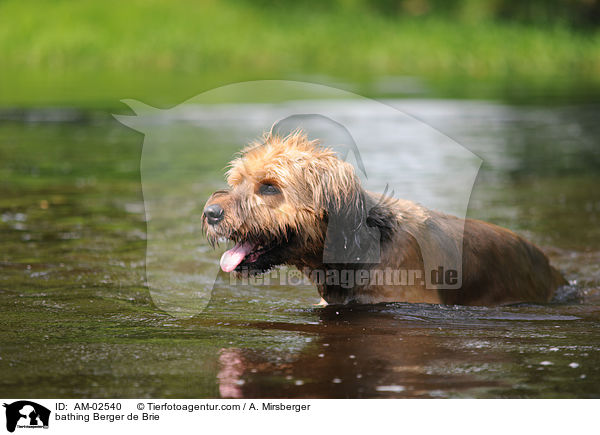 badender Briard / bathing Berger de Brie / AM-02540