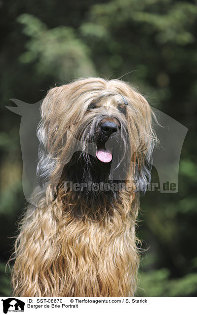 Briard Portrait / Berger de Brie Portrait / SST-08670