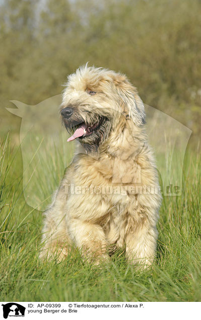 junger Briard / young Berger de Brie / AP-09399