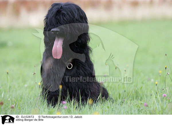 sitzender Briard / sitting Berger de Brie / DJ-02872