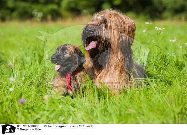 2 Briards / 2 Berger de Brie / SST-10908