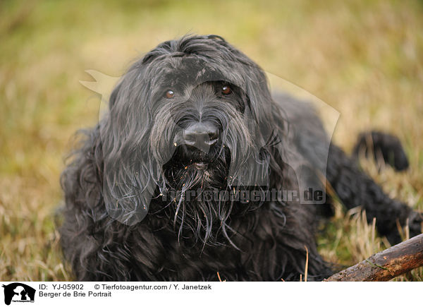 Briard Portrait / Berger de Brie Portrait / YJ-05902