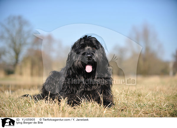 liegender Briard / lying Berger de Brie / YJ-05905