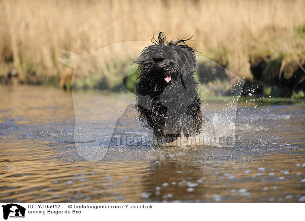 rennender Briard / running Berger de Brie / YJ-05912