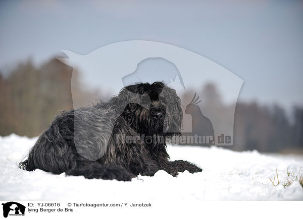 liegender Briard / lying Berger de Brie / YJ-06616