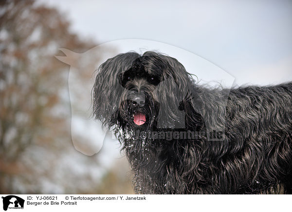 Briard Portrait / Berger de Brie Portrait / YJ-06621