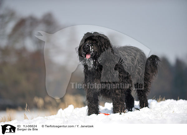 Briard / Berger de Brie / YJ-06624