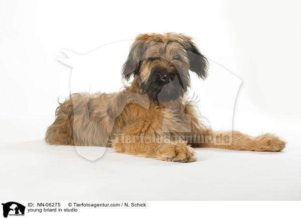 Briard Junghund in Studio / young briard in studio / NN-06275