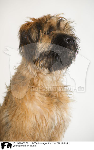 Briard Junghund in Studio / young briard in studio / NN-06276