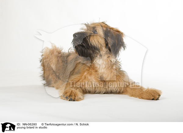 Briard Junghund in Studio / young briard in studio / NN-06280