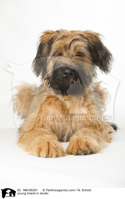 Briard Junghund in Studio / young briard in studio / NN-06281