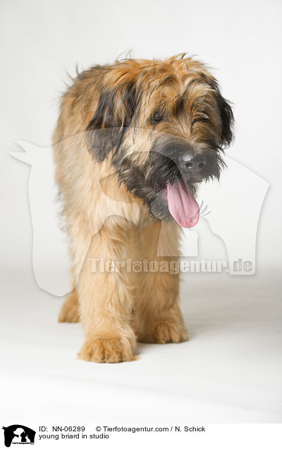 Briard Junghund in Studio / young briard in studio / NN-06289