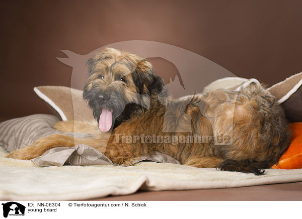 Briard Junghund / young briard / NN-06304