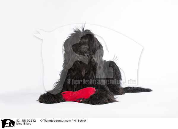 liegender Briard / lying Briard / NN-09232