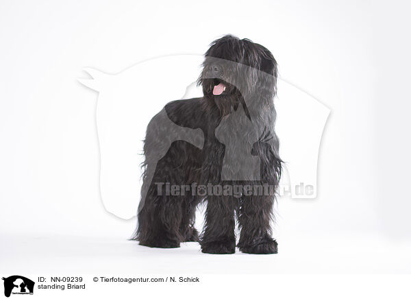 stehender Briard / standing Briard / NN-09239