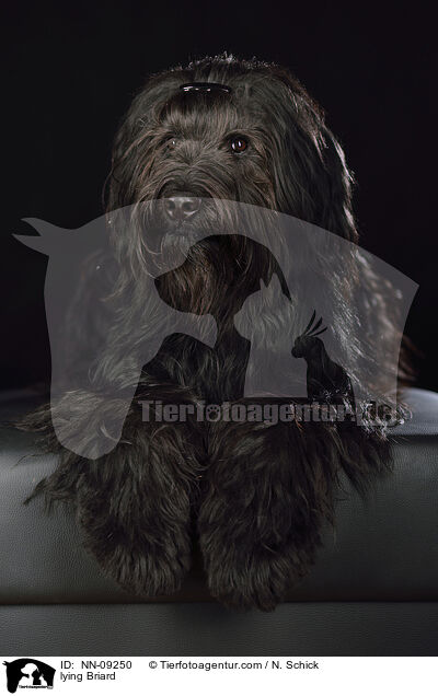 liegender Briard / lying Briard / NN-09250