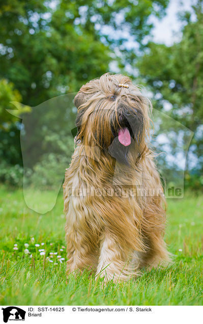 Briard / Briard / SST-14625