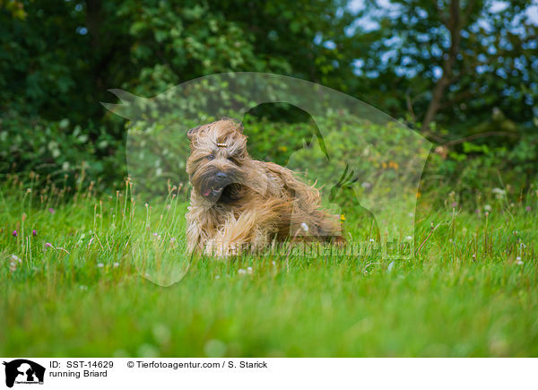 rennender Briard / running Briard / SST-14629