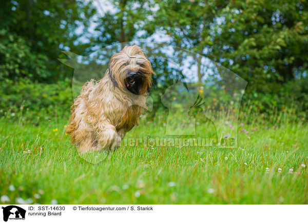 rennender Briard / running Briard / SST-14630