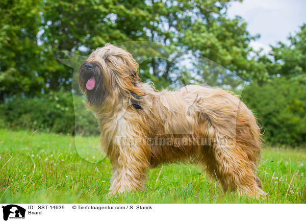 Briard / Briard / SST-14639