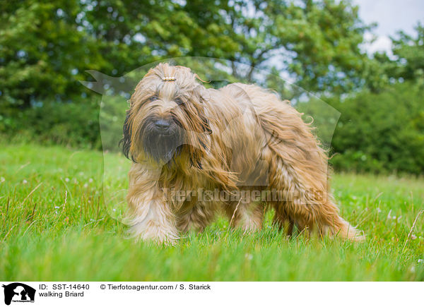 laufender Briard / walking Briard / SST-14640