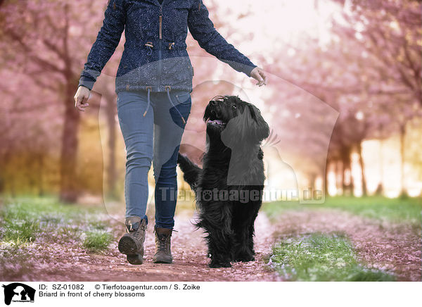 Briard vor Kirschblten / Briard in front of cherry blossoms / SZ-01082