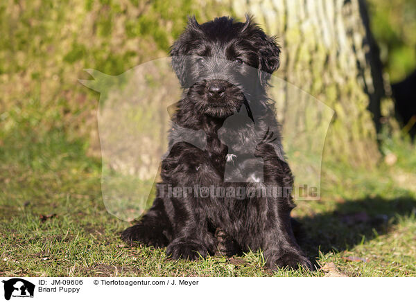 Briard Welpe / Briard Puppy / JM-09606