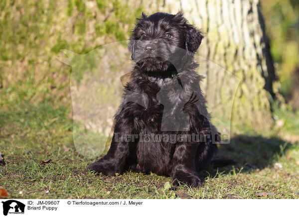 Briard Welpe / Briard Puppy / JM-09607