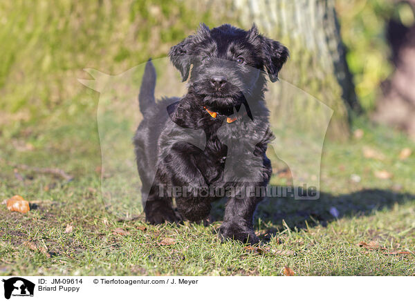 Briard Welpe / Briard Puppy / JM-09614