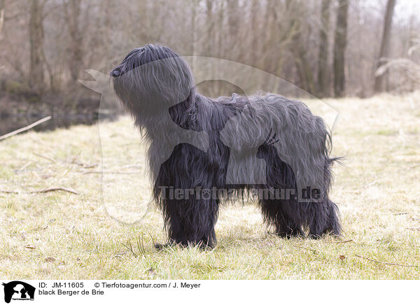 schwarzer Briard / black Berger de Brie / JM-11605