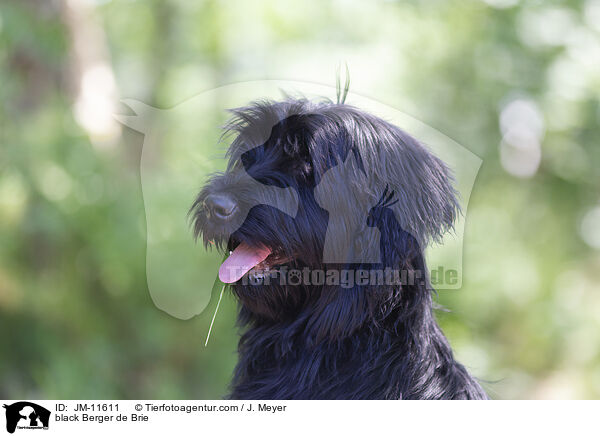 schwarzer Briard / black Berger de Brie / JM-11611