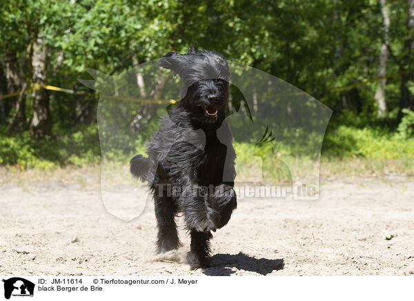 schwarzer Briard / black Berger de Brie / JM-11614