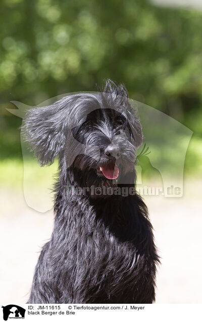 schwarzer Briard / black Berger de Brie / JM-11615