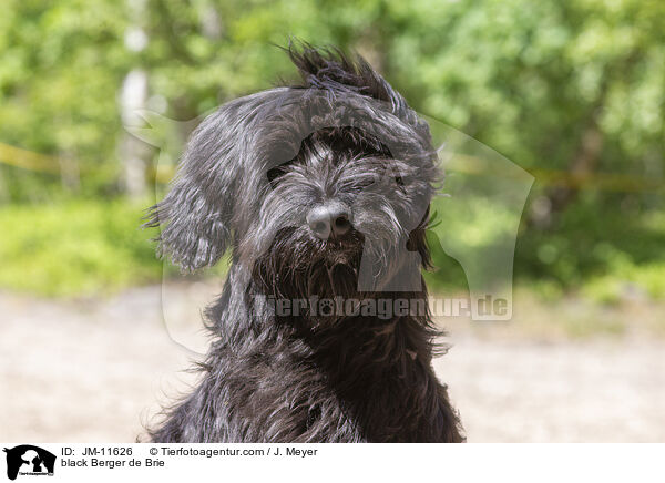 schwarzer Briard / black Berger de Brie / JM-11626