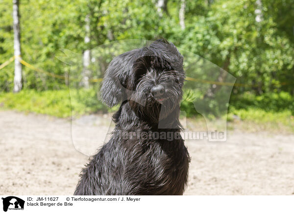 schwarzer Briard / black Berger de Brie / JM-11627