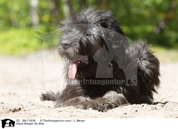 schwarzer Briard / black Berger de Brie / JM-11636