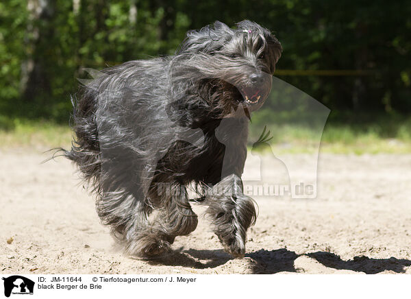 schwarzer Briard / black Berger de Brie / JM-11644