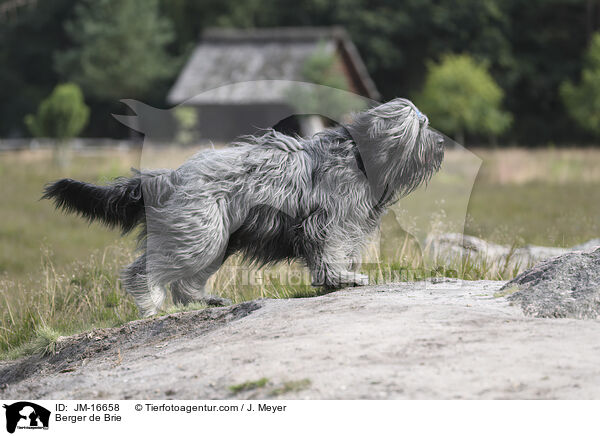 Briard / Berger de Brie / JM-16658