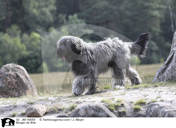 Briard / Berger de Brie / JM-16659