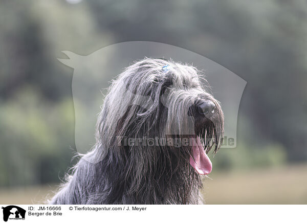 Briard / Berger de Brie / JM-16666