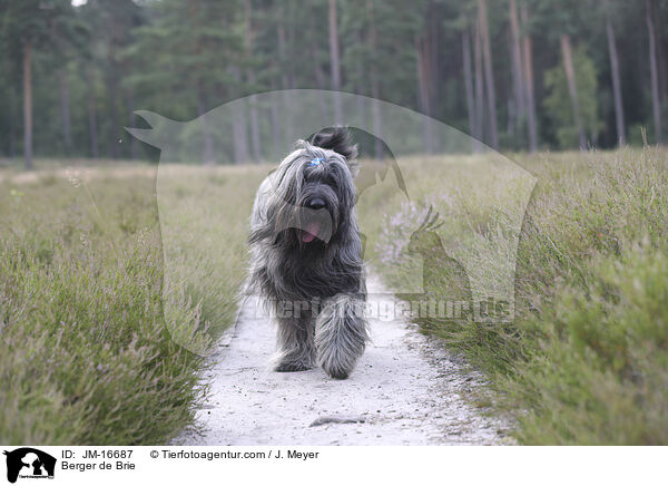 Briard / Berger de Brie / JM-16687