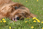 lying Briard