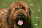 Briard Portrait