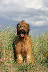 Briard by the ocean