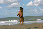 Briard by the ocean