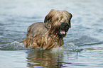 bathing Berger de Brie