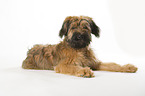 young briard in studio