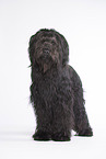 standing Briard